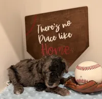 Patch, a male Poodle - Toy  for sale in Hiawatha, KS – 3 of 4
