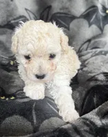 Honey, a female Poodle - Toy  for sale in Hiawatha, KS – 2 of 2
