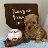 Rusty , a male Poodle - Toy  for sale in Hiawatha, KS – 2 of 4