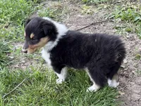 Louise, a female Collie for sale in Hiawatha, KS – 2 of 3
