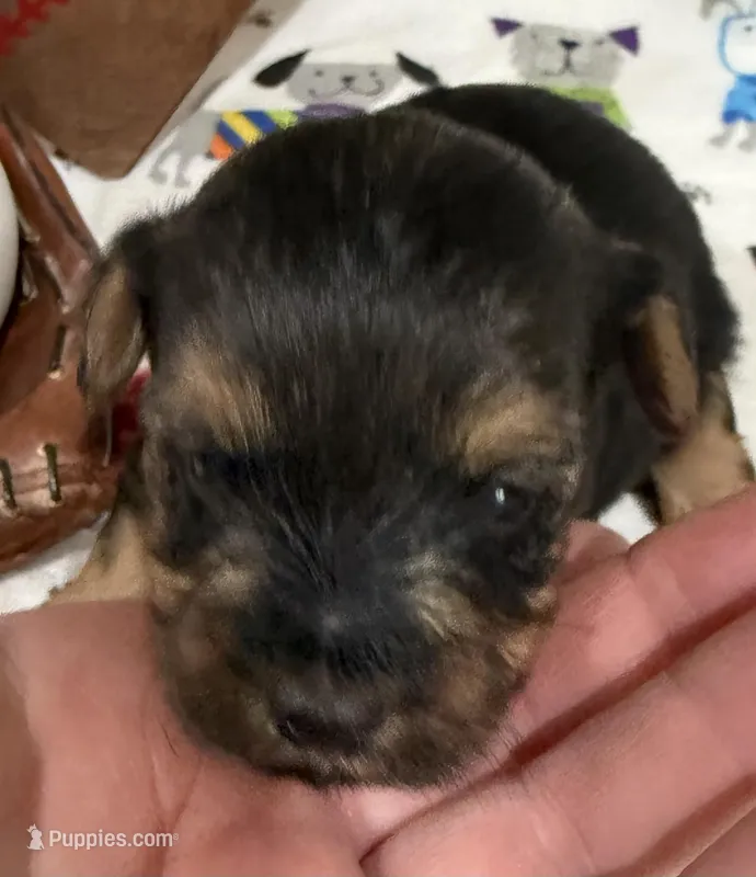 Blue – Yorkshire Terrier, Poodle - Toy  puppy for sale in Hiawatha, KS
