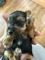 Blue, a male Yorkshire Terrier and Poodle - Toy  for sale in Hiawatha, KS – Photo 2 of 2