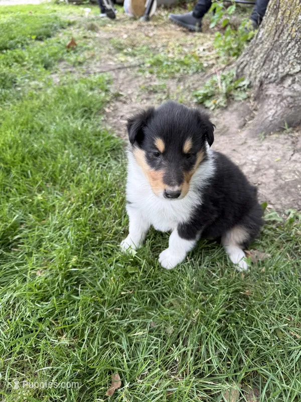 Rachael, a female Collie for sale in Hiawatha, KS – 1 of 2