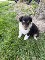 Rachael, a female Collie for sale in Hiawatha, KS – 1 of 2