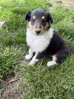 RayAnn, a female Collie for sale in Hiawatha, KS – 2 of 2