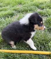 Rosie , a female Collie for sale in Hiawatha, KS – 2 of 2