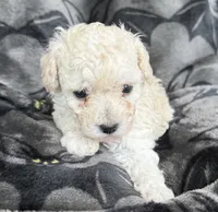 Molly, a female Poodle - Toy  for sale in Hiawatha, KS – 3 of 3