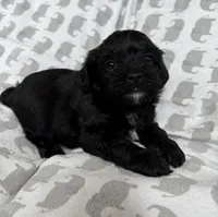 Luke, a male Yorkshire Terrier and Poodle - Toy  for sale in Hiawatha, KS – 3 of 3