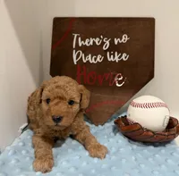 Opie, a male Poodle - Toy  for sale in Hiawatha, KS – 4 of 4