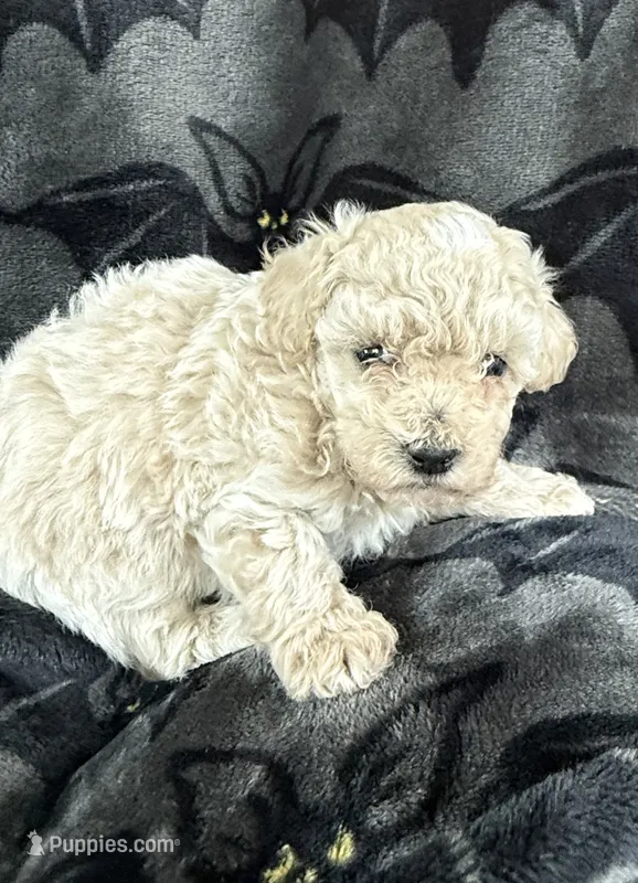 Malcom – Poodle - Toy  puppy for sale in Hiawatha, KS