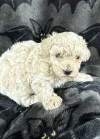Malcom, a male Poodle - Toy  for sale in Hiawatha, KS – 1 of 3