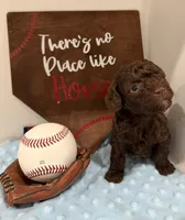 Hershey, a male Poodle - Toy  for sale in Hiawatha, KS – 2 of 4