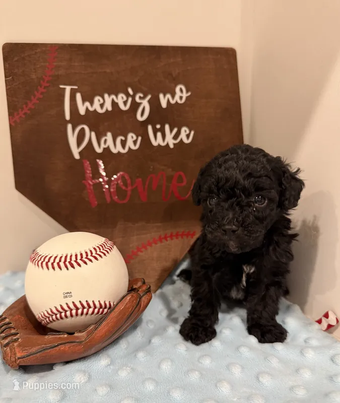 Smokey – Poodle - Toy  puppy for sale in Hiawatha, KS