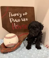 Smokey, a male Poodle - Toy  for sale in Hiawatha, KS – 1 of 4