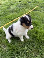 Ruthie , a female Collie for sale in Hiawatha, KS – 2 of 2