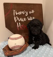 Smokey, a male Poodle - Toy  for sale in Hiawatha, KS – 4 of 4