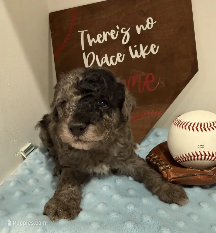Patch – Poodle - Toy  puppy for sale in Hiawatha, KS
