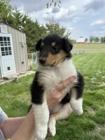 RayAnn, a female Collie for sale in Hiawatha, KS – 1 of 2