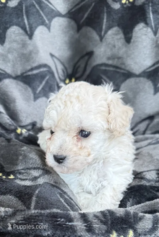 Molly – Poodle - Toy  puppy for sale in Hiawatha, KS