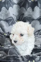 Molly, a female Poodle - Toy  for sale in Hiawatha, KS – 1 of 3
