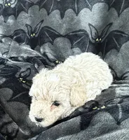 Malcom, a male Poodle - Toy  for sale in Hiawatha, KS – 3 of 3