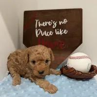 Opie, a male Poodle - Toy  for sale in Hiawatha, KS – 3 of 4