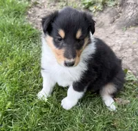Louise, a female Collie for sale in Hiawatha, KS – 1 of 3
