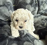 Mabel, a female Poodle - Toy  for sale in Hiawatha, KS – 3 of 3