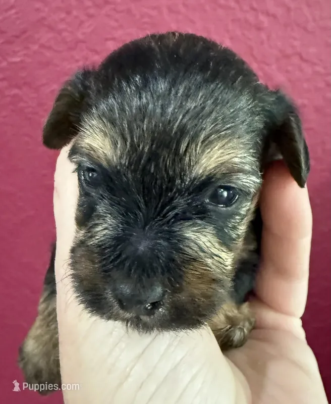 Red – Yorkshire Terrier, Poodle - Toy  puppy for sale in Hiawatha, KS