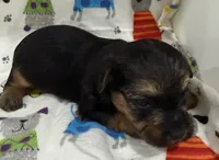 Red, a male Yorkshire Terrier and Poodle - Toy  for sale in Hiawatha, KS – Photo 2 of 2