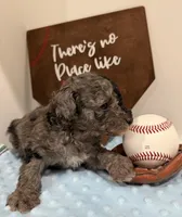 Patch, a male Poodle - Toy  for sale in Hiawatha, KS – 2 of 4