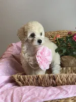 Rosie, a female Maltipoo for sale in Grand Prairie, TX – 3 of 3