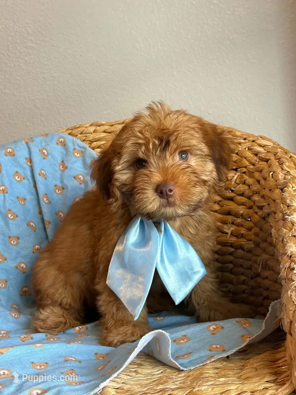 Prince  – Maltipoo puppy for sale in Grand Prairie, TX