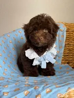 Prince , a male Maltipoo and Poodle - Toy  for sale in Grand Prairie, TX – 2 of 2
