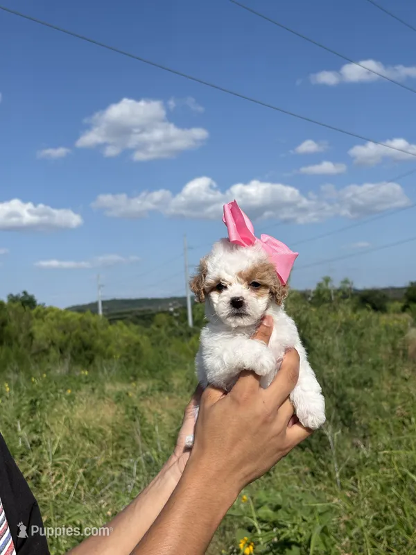 Trixie  – Poodle - Toy  puppy for sale in Grand Prairie, TX