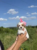 Trixie , a female Poodle - Toy  for sale in Grand Prairie, TX – 1 of 3