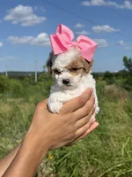 Trixie , a female Poodle - Toy  for sale in Grand Prairie, TX – 2 of 3