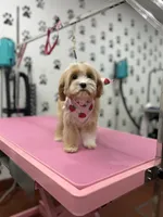 Emily, a female Poodle - Toy  for sale in Grand Prairie, TX – 4 of 4