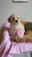Rosie, a female Maltipoo for sale in Grand Prairie, TX – 2 of 3
