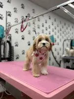 Emily, a female Poodle - Toy  for sale in Grand Prairie, TX – 3 of 4