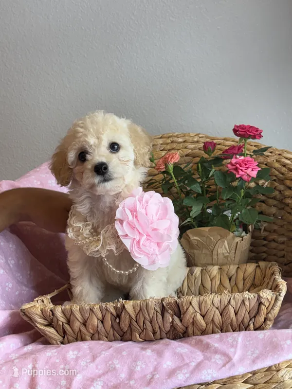 Rosie – Maltipoo puppy for sale in Grand Prairie, TX