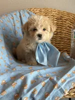 Winnie , a male Maltipoo for sale in Grand Prairie, TX – 3 of 3