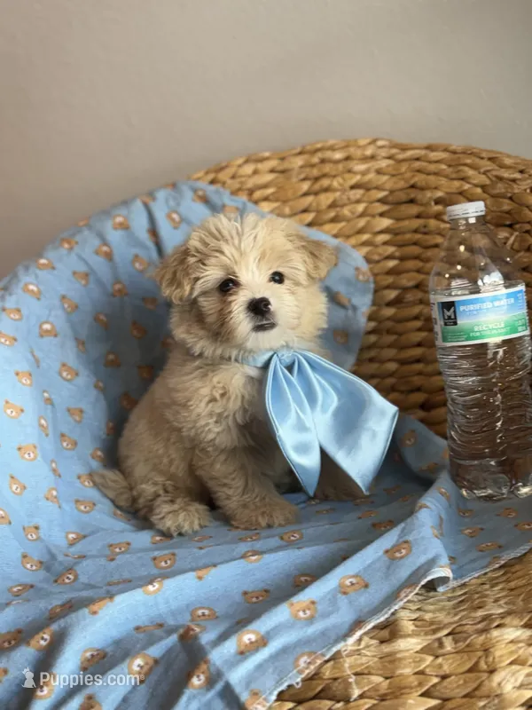 Winnie  – Maltipoo puppy for sale in Grand Prairie, TX