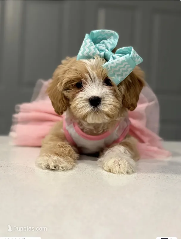 Emily – Poodle - Toy  puppy for sale in Grand Prairie, TX