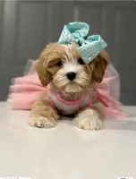 Emily, a female Poodle - Toy  for sale in Grand Prairie, TX – 1 of 4