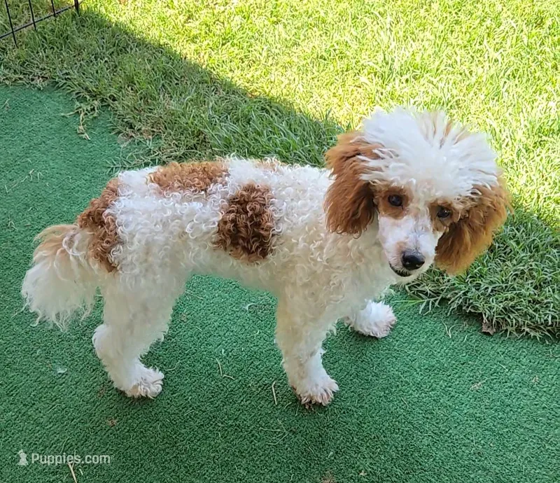 Ellie – Poodle - Toy  puppy for sale in Fort Worth, TX