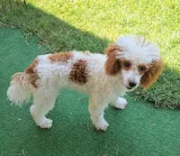 Ellie, a female Poodle - Toy  for sale in Fort Worth, TX – 1 of 5