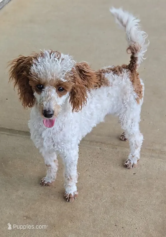 Dusty – Poodle - Toy  puppy for sale in Fort Worth, TX
