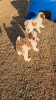 Atlas - AKC, a male Poodle - Miniature  for sale in Fort Worth, TX – Photo 7 of 7
