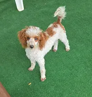 Dusty, a male Poodle - Toy  for sale in Fort Worth, TX – 2 of 3
